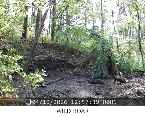 Wild boar wallowing in a mud puddle captured by camera trap in Chiang Mai