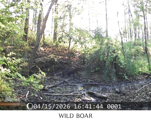 Wild boar wallowing in a mud puddle captured by camera trap in Chiang Mai