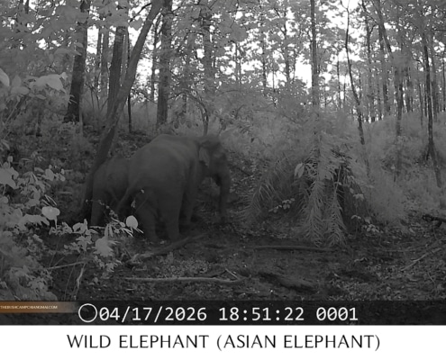 Asian elephant and calf walking in the forest, wildlife monitoring project Chiang Mai