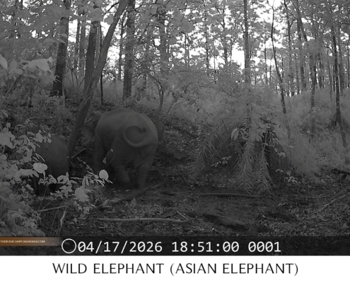 Asian elephant and calf walking in the forest, wildlife monitoring project Chiang Mai