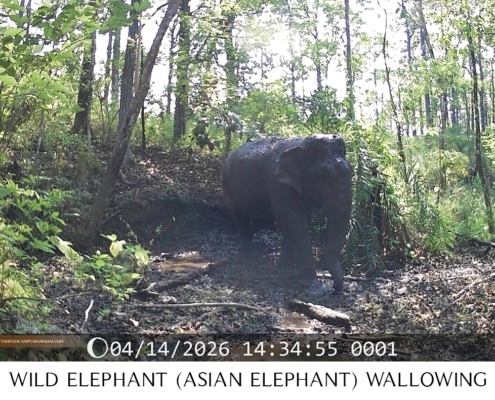 Asian elephant enjoying a mud bath in Mae Ping National Park Chiang Mai