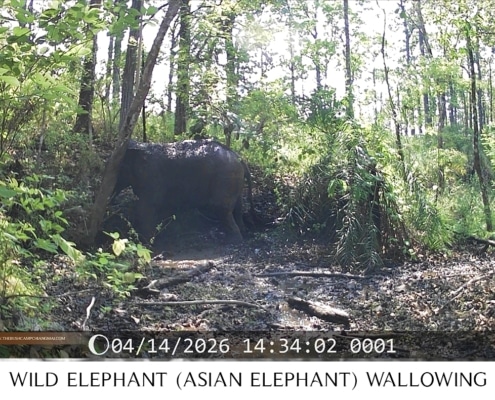 Asian elephant enjoying a mud bath in Mae Ping National Park Chiang Mai