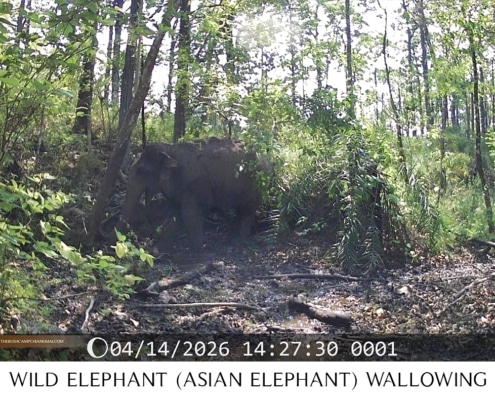 Asian elephant enjoying a mud bath in Mae Ping National Park Chiang Mai
